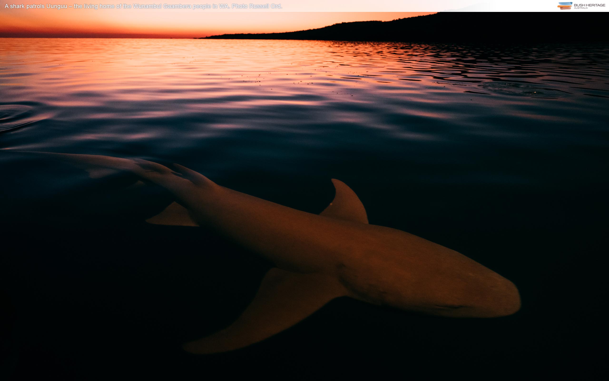 A Shark Patrols Uunguu The Living Home Of The Wunambul - Tiger Shark - HD Wallpaper 