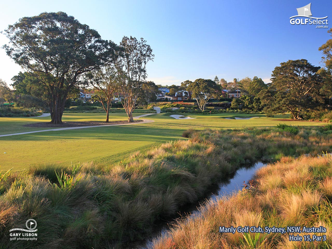 Manly Golf Club Hole 15, Par - Tree - HD Wallpaper 