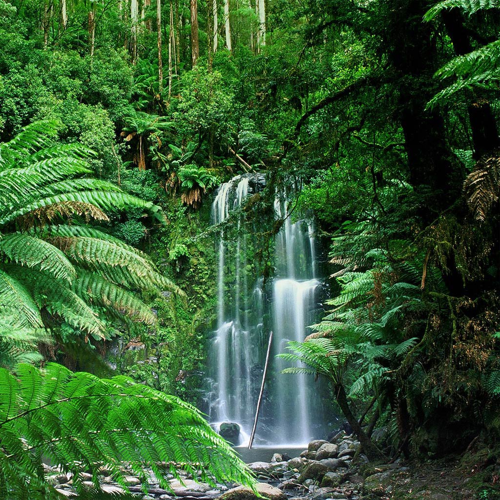 Tropical Forests Of Australia - HD Wallpaper 