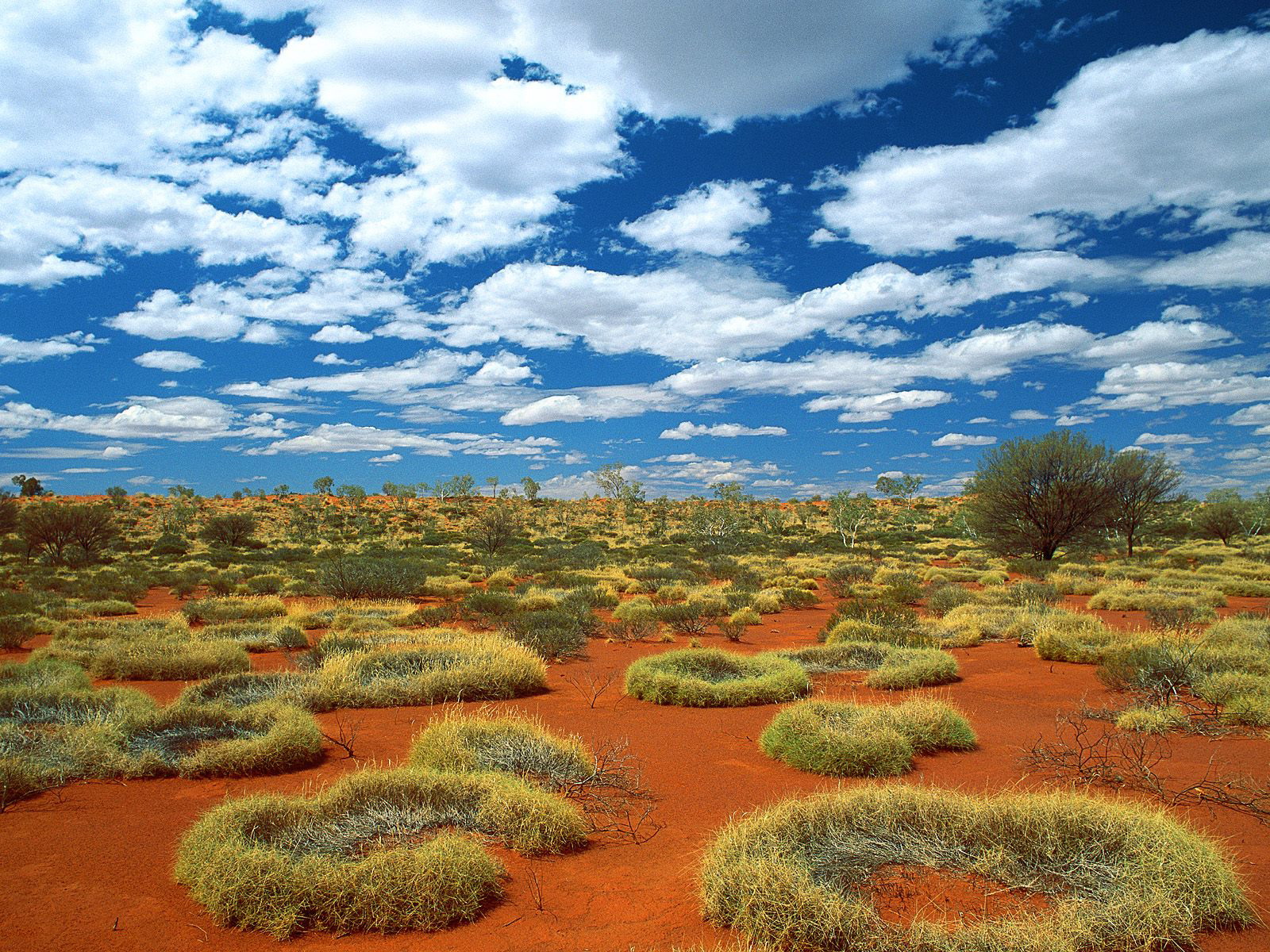 Old Spinifex Rings Little Sy Desert Australia - Little Sandy Desert Australia - HD Wallpaper 