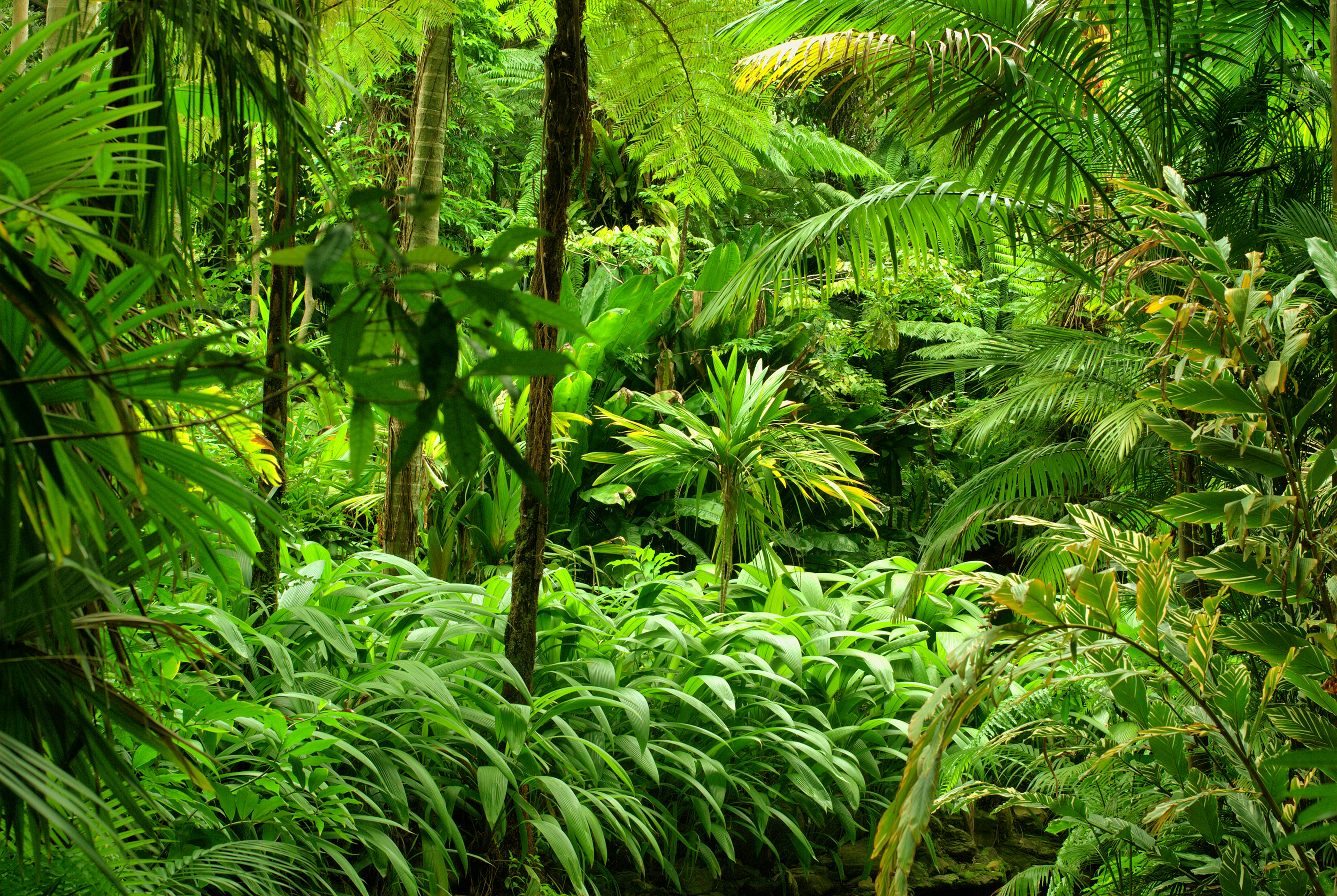 Colourful Jungle - HD Wallpaper 