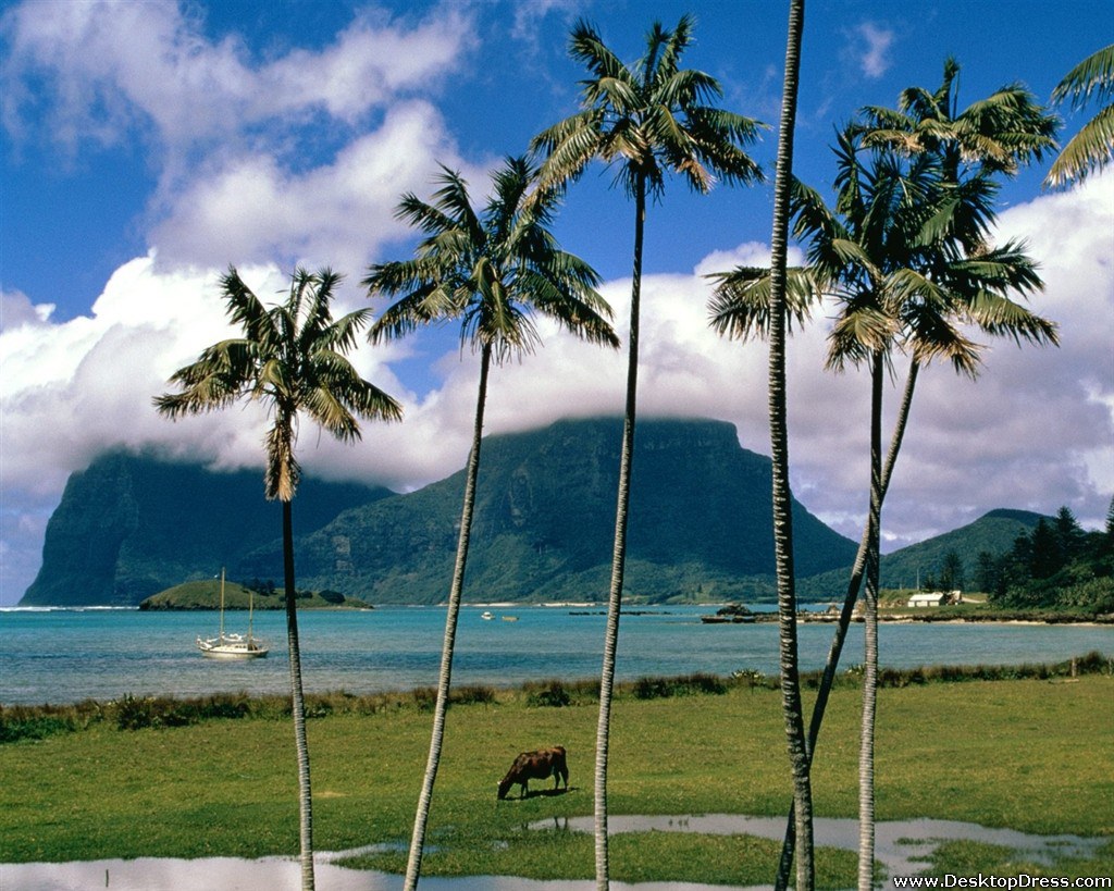Lord Howe Island, Australia - Palm Tree Twitter Headers - HD Wallpaper 