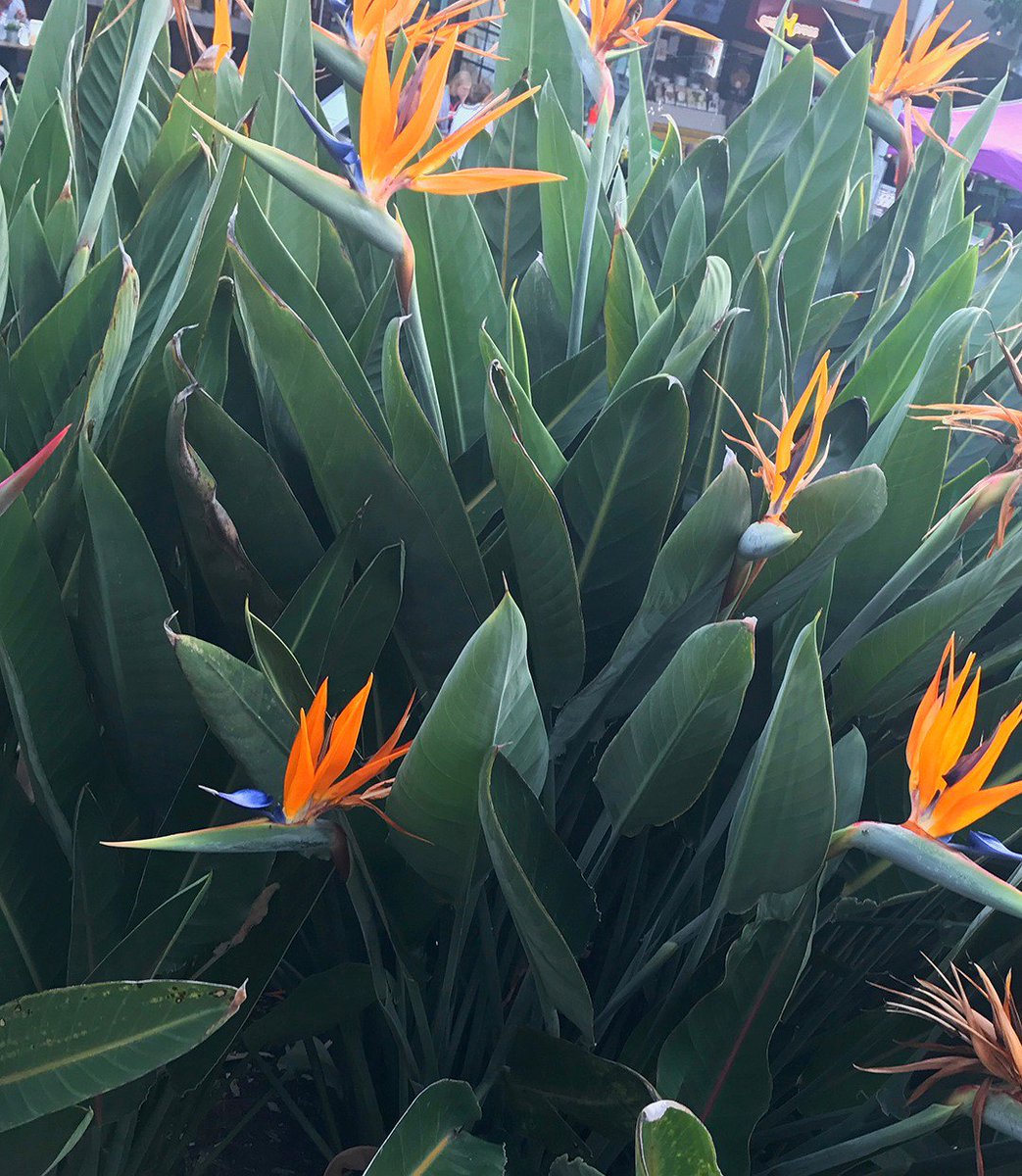 Bird Of Paradise - HD Wallpaper 