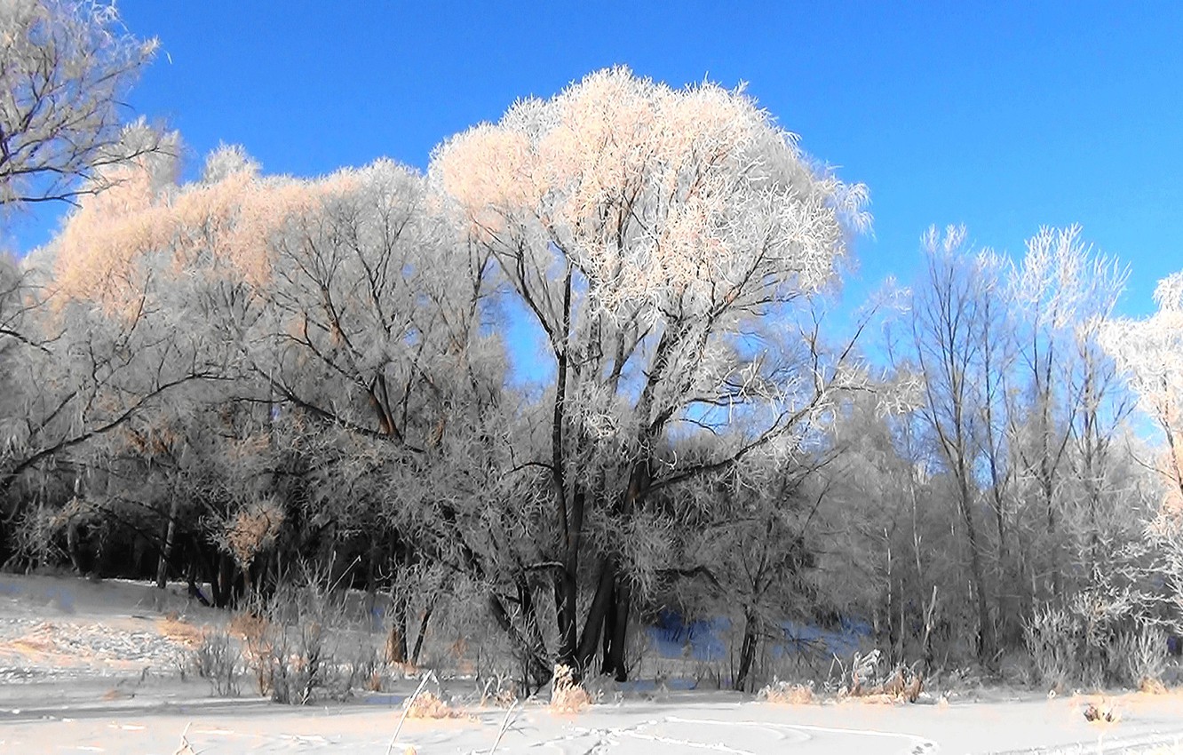 Photo Wallpaper Frost, Forest, Background, Wallpaper, - Snow - HD Wallpaper 