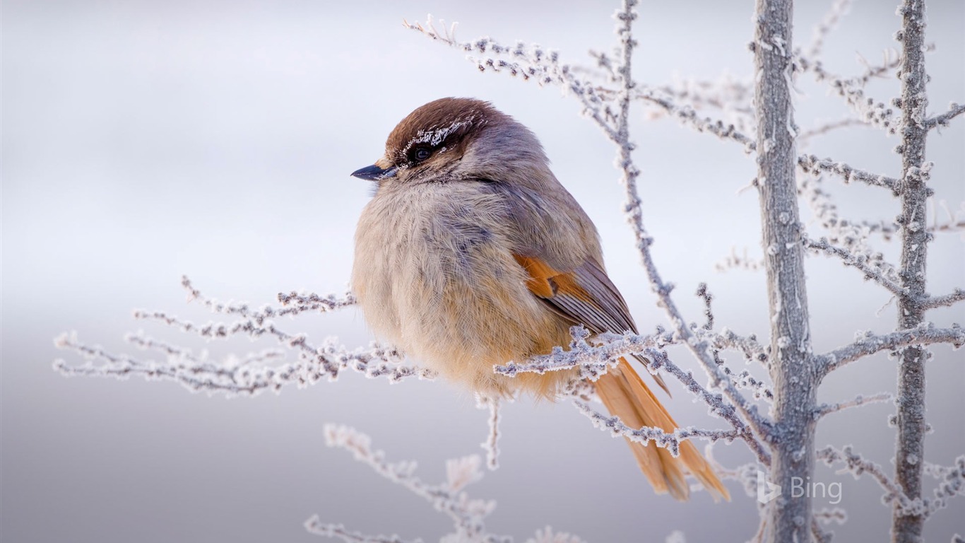 Siberian Jay Siberia Russia 2017 Bing Wallpaper2017 - Small Winter Birds - HD Wallpaper 
