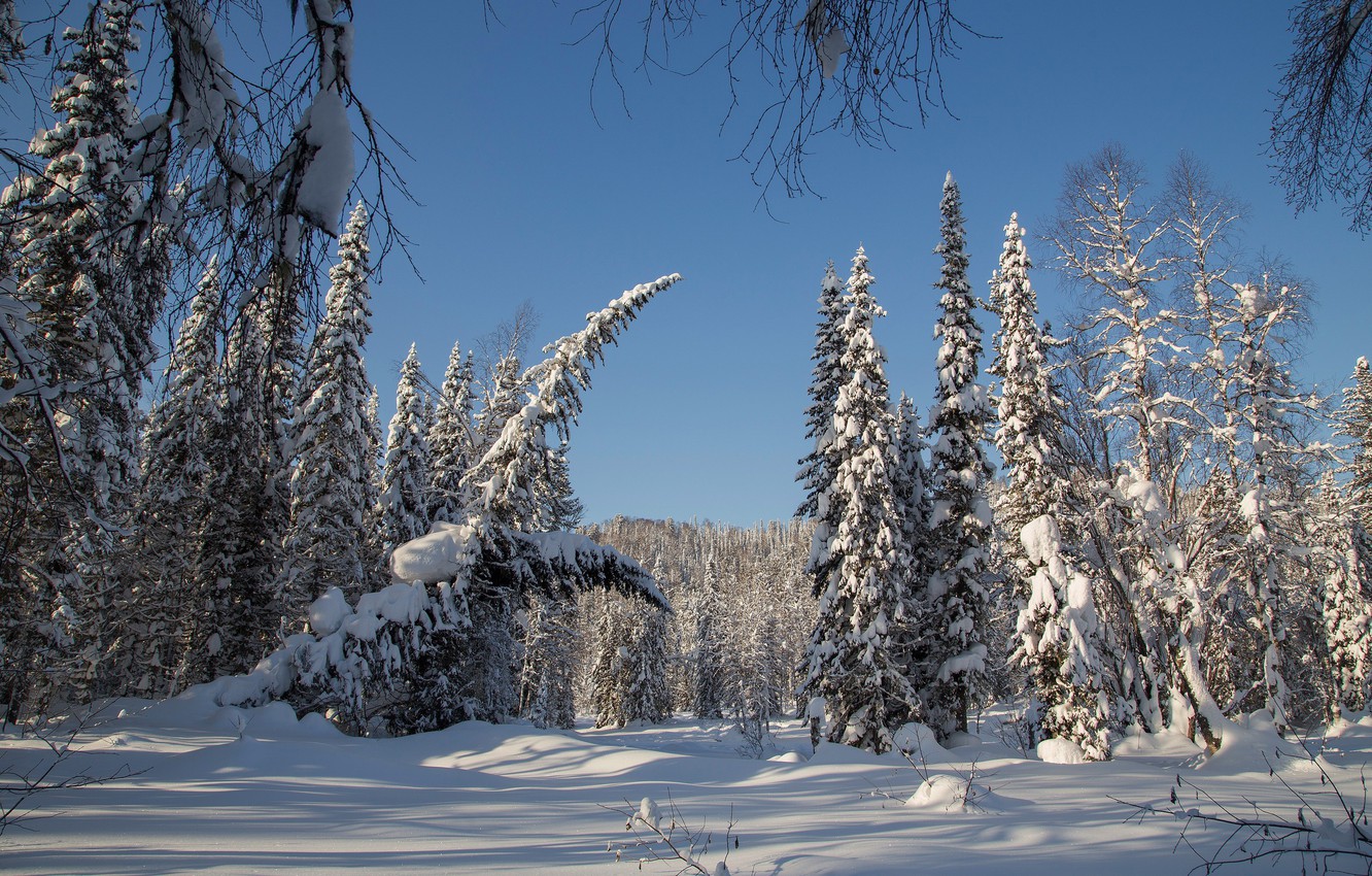 Photo Wallpaper Winter, Forest, Snow, Trees, Ate, Russia, - Snow - HD Wallpaper 
