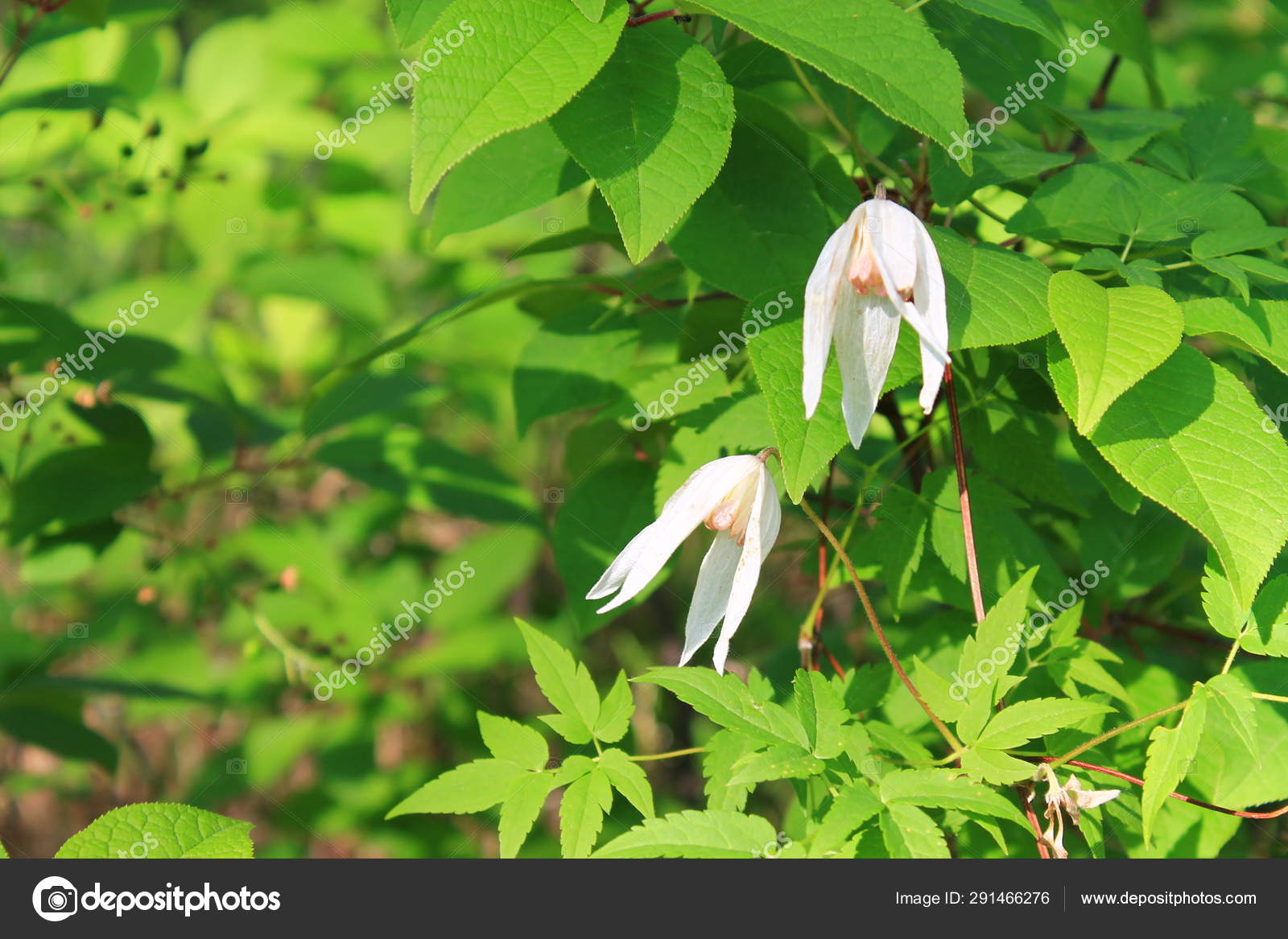 Lily Family - HD Wallpaper 