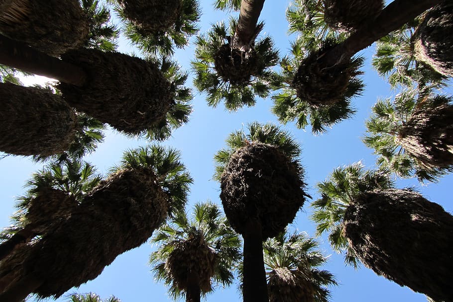 Palm Springs, Dessert Palm, Desert City, Air, Low Angle - Plantas Desiertas - HD Wallpaper 