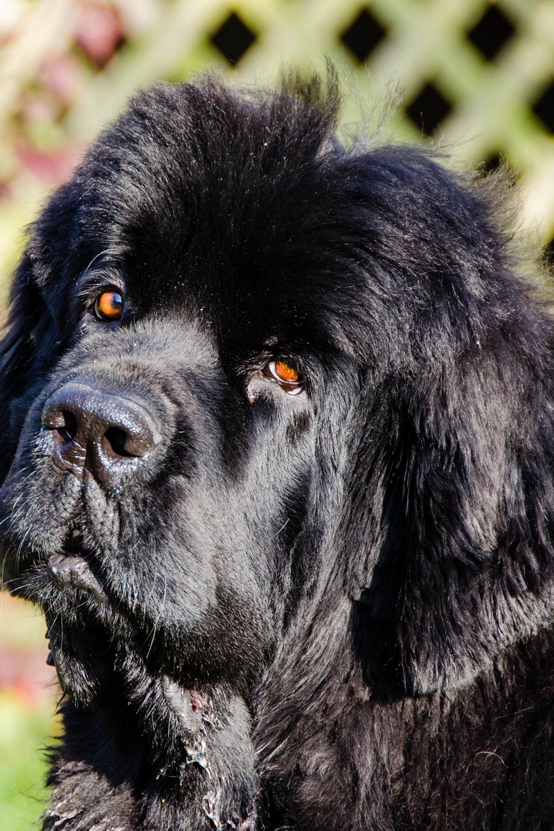 Wallpaper Newfoundland Dog, Dog, Diver, Black Muzzle - Newfoundland Dog 16 9 - HD Wallpaper 