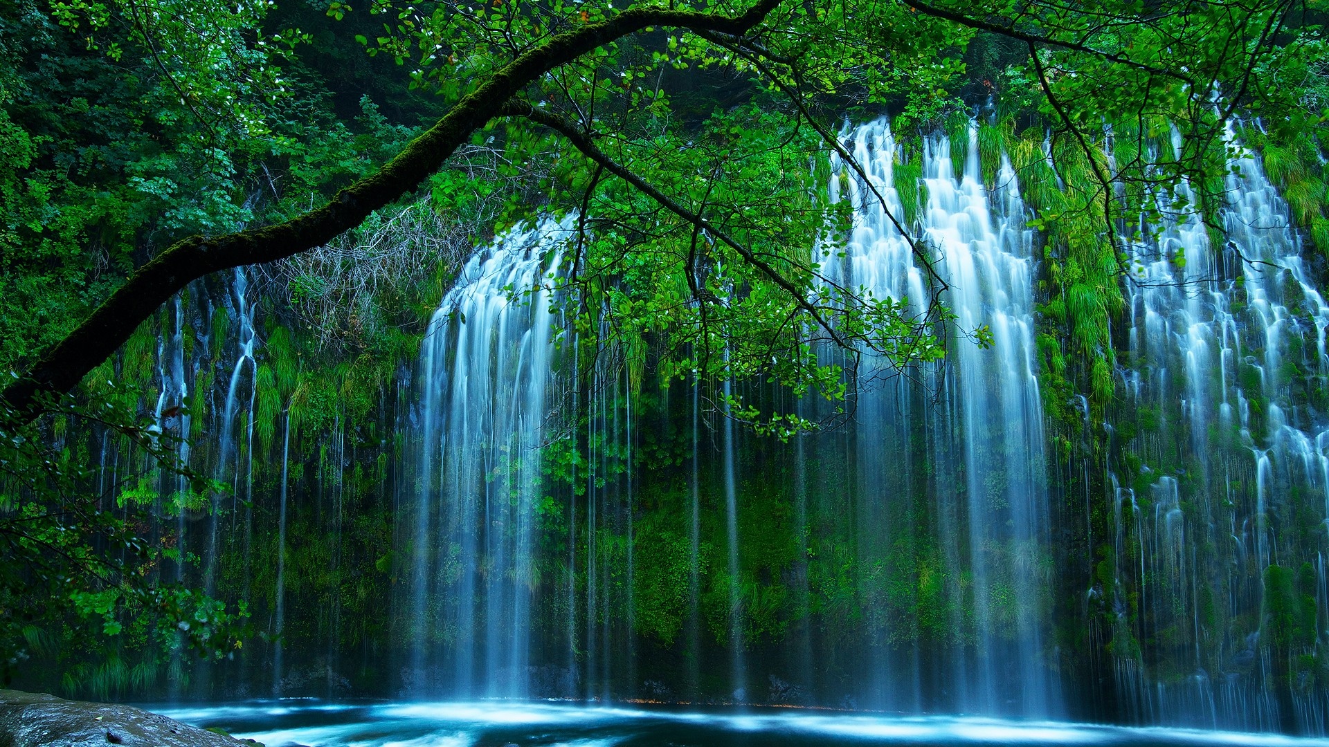 Sacramento River Waterfalls - Beautiful Tree By Water - HD Wallpaper 