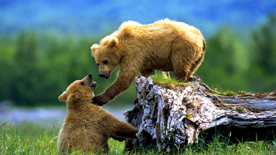 Brown Bears, Animals, Wild Animals, Cubs, Alaska, Siberia - HD Wallpaper 