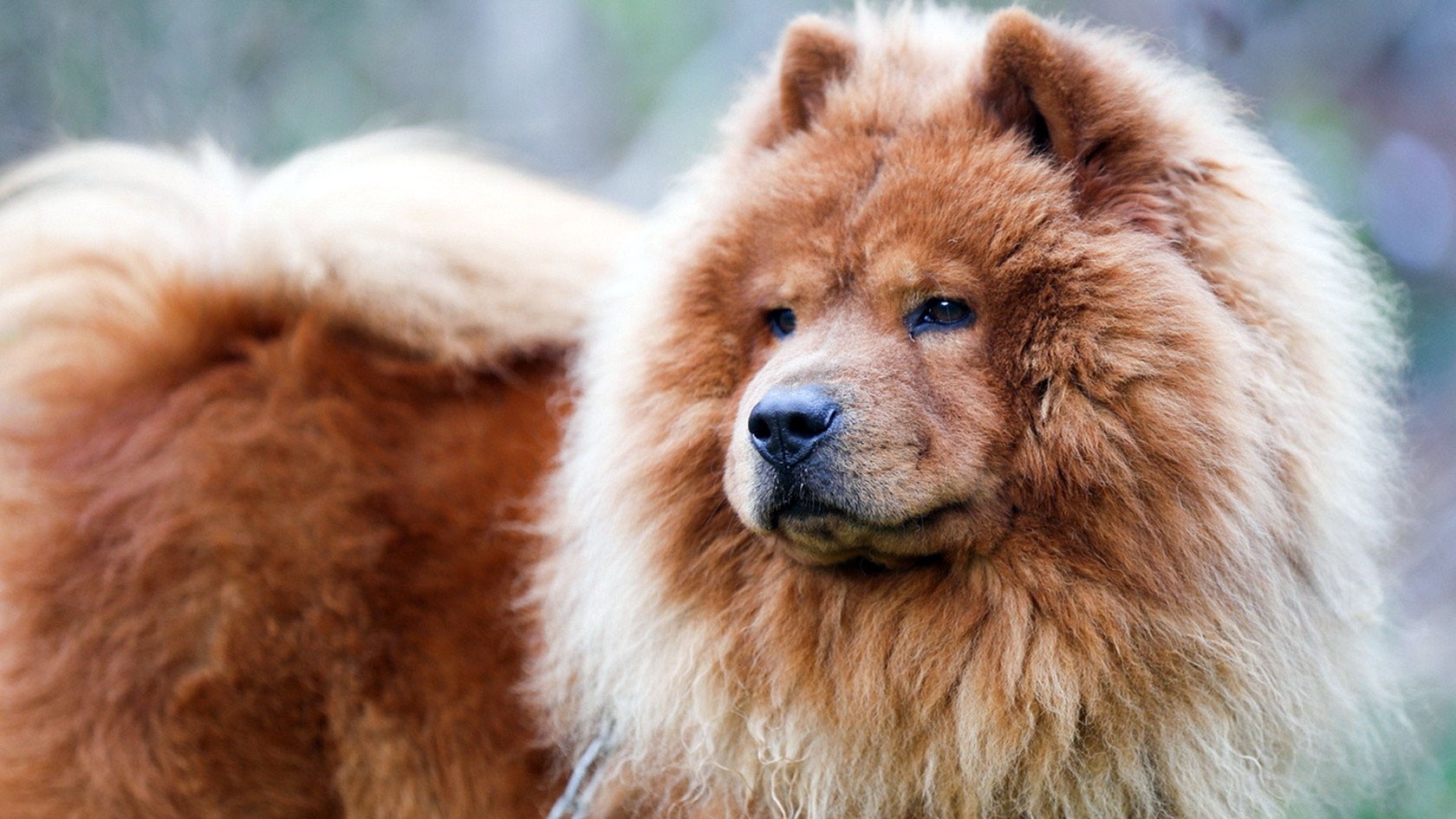 Newfoundland Wallpaper - HD Wallpaper 