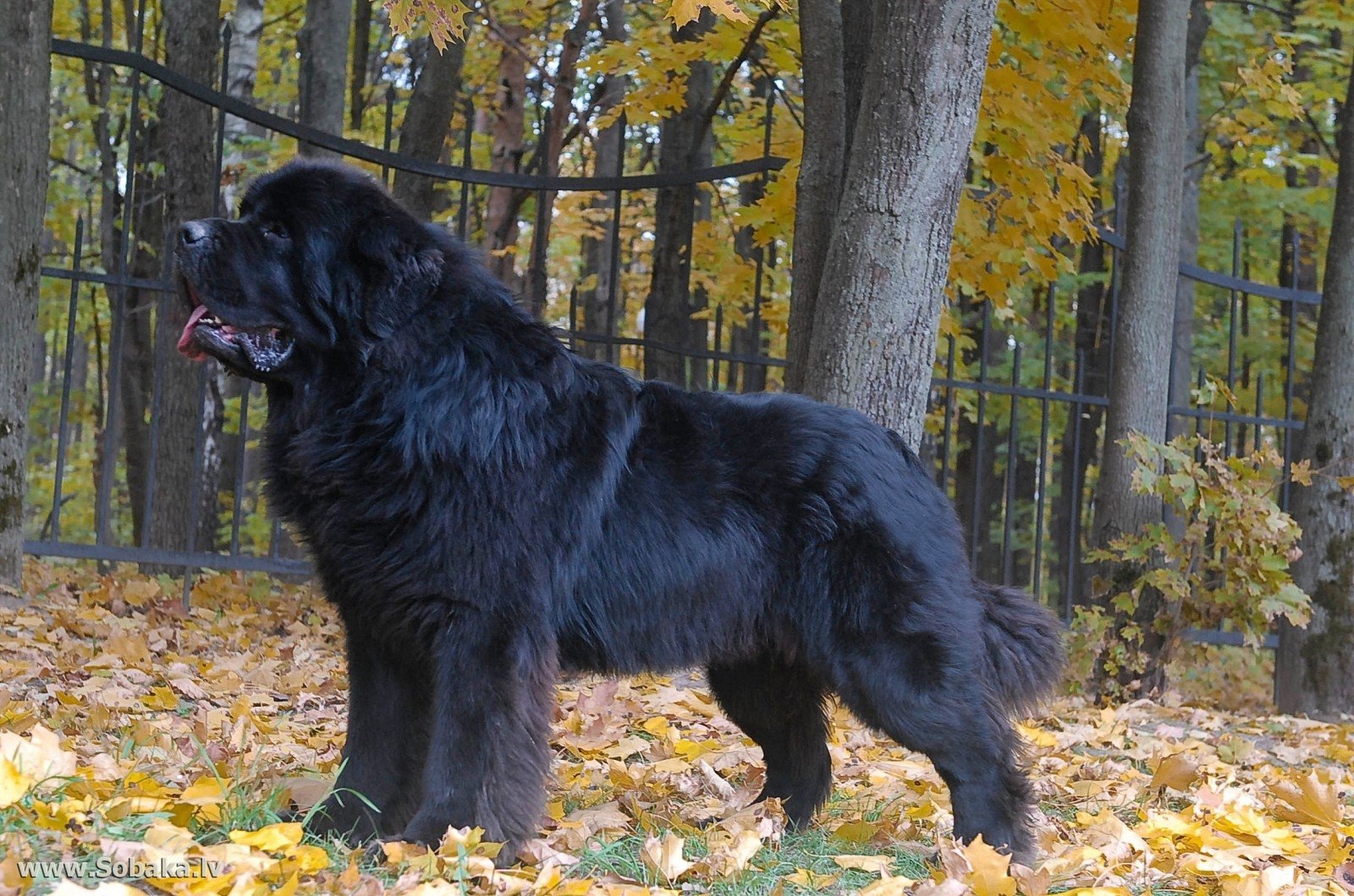Newfoundland Dog Price Uk - HD Wallpaper 