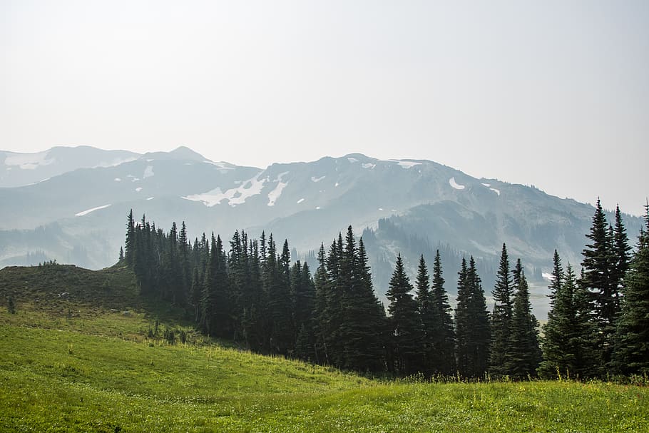 Pine Trees And Mountains, Whistler, Taylor Meadows, - HD Wallpaper 