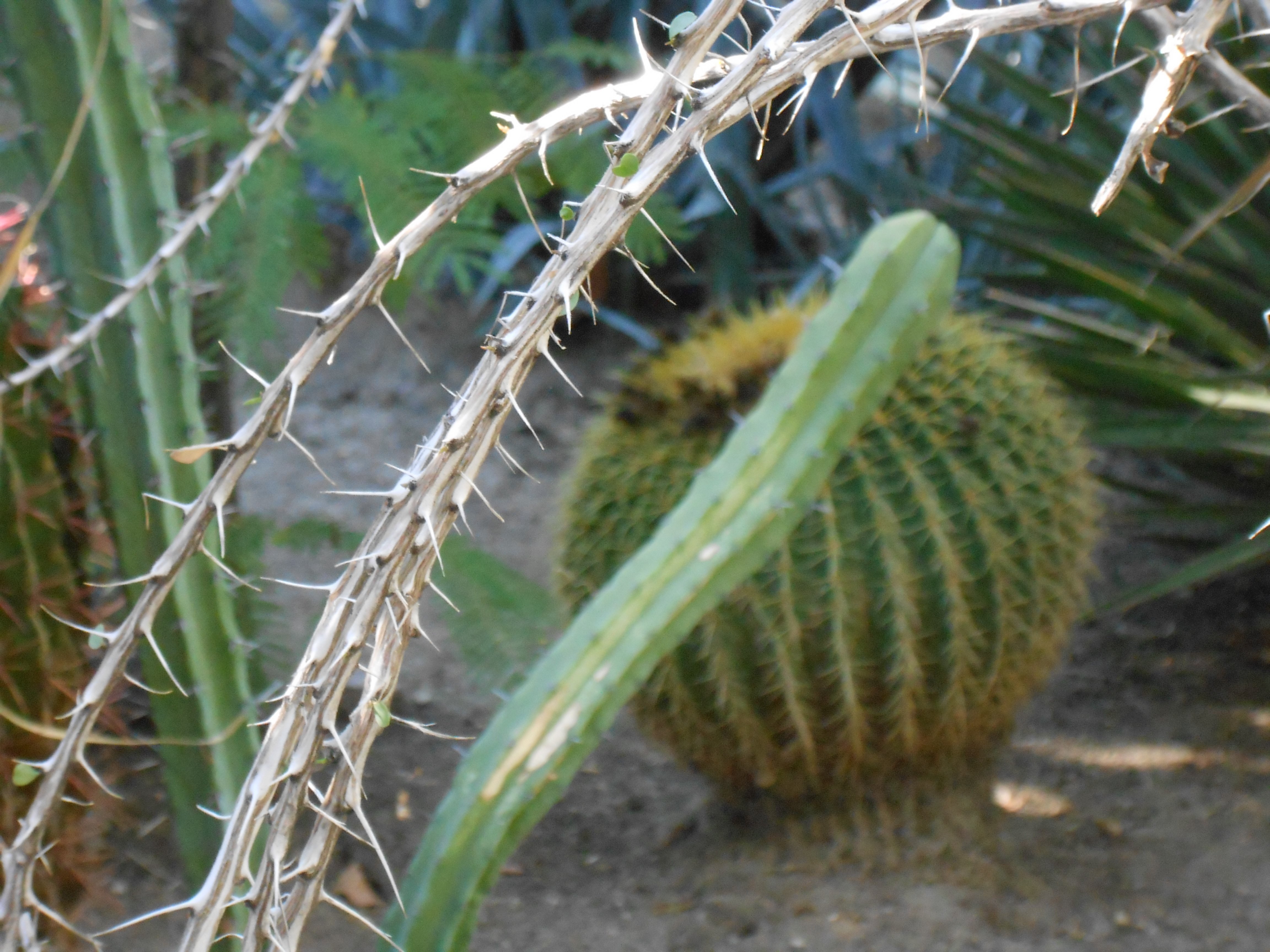 Palm Springs Wallpaper - 4608x3456 Wallpaper - teahub.io
