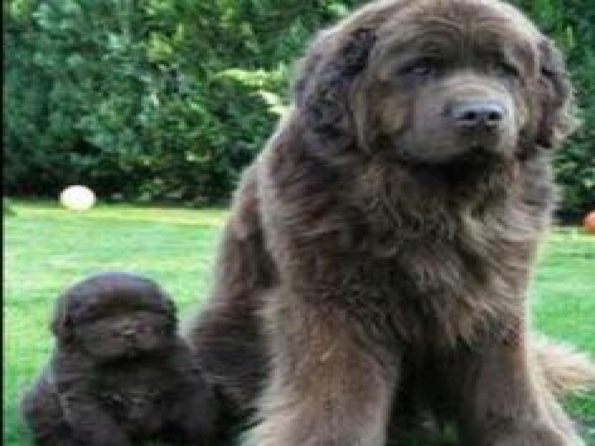Newfoundland Dog And Puppy - HD Wallpaper 