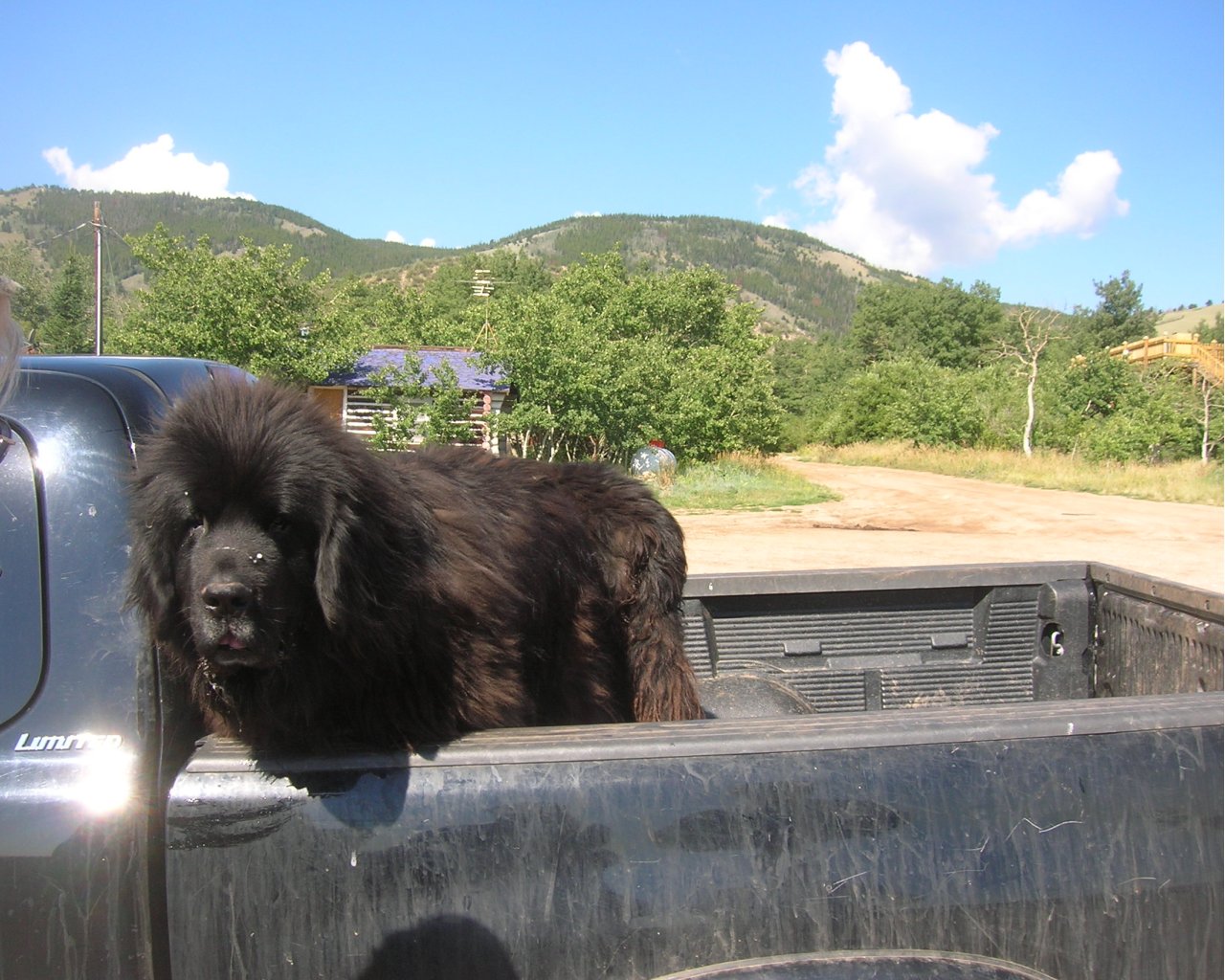 Newfoundland Wallpapers 4k - HD Wallpaper 