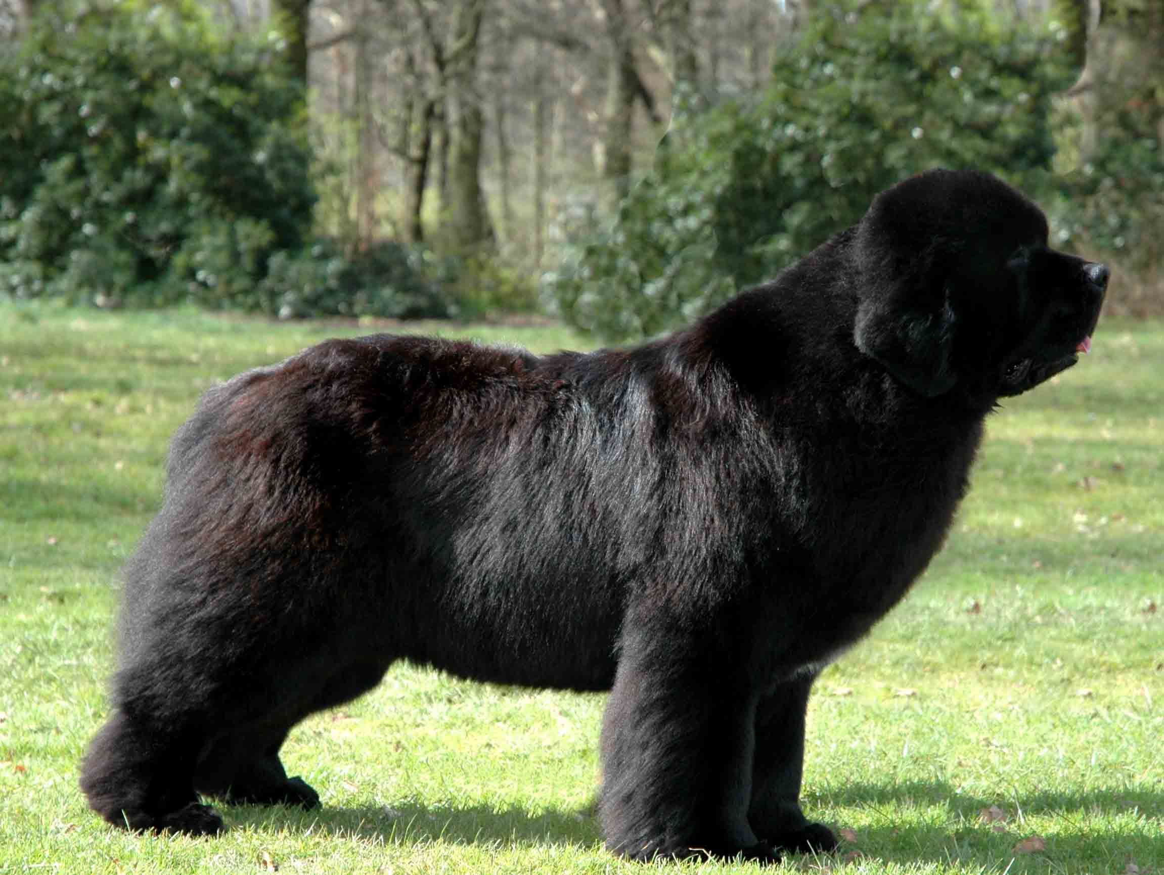 Newfoundland Dog Desktop Wallpaper - Newfoundland Dog - HD Wallpaper 