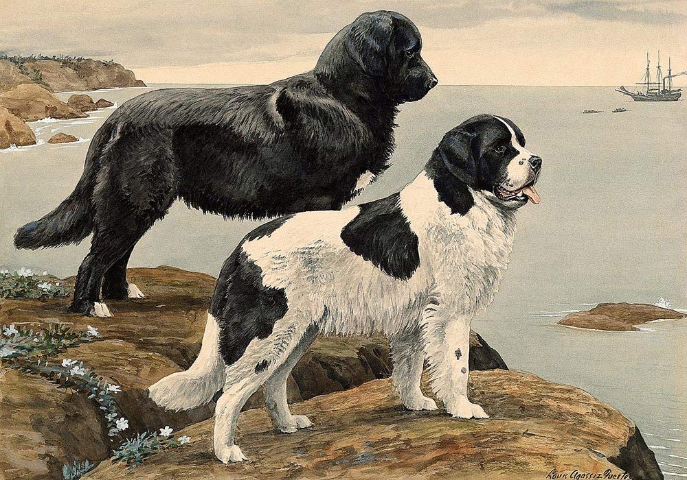 19th Century Newfoundland Dog - HD Wallpaper 