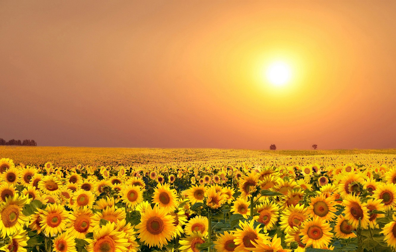 Photo Wallpaper Summer, Seasons, Sunflower, The Gifts - Summer Pictures Of Seasons - HD Wallpaper 