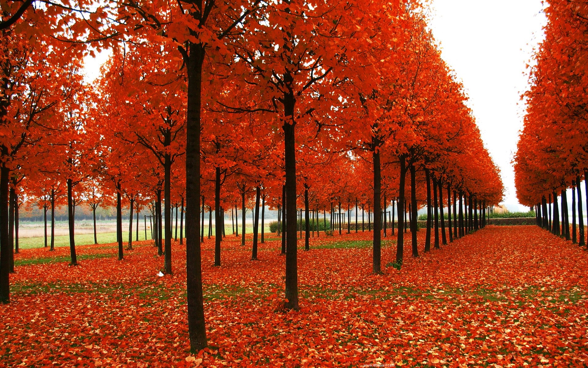 Widescreen Autumn Season - Autumn Season In India - HD Wallpaper 