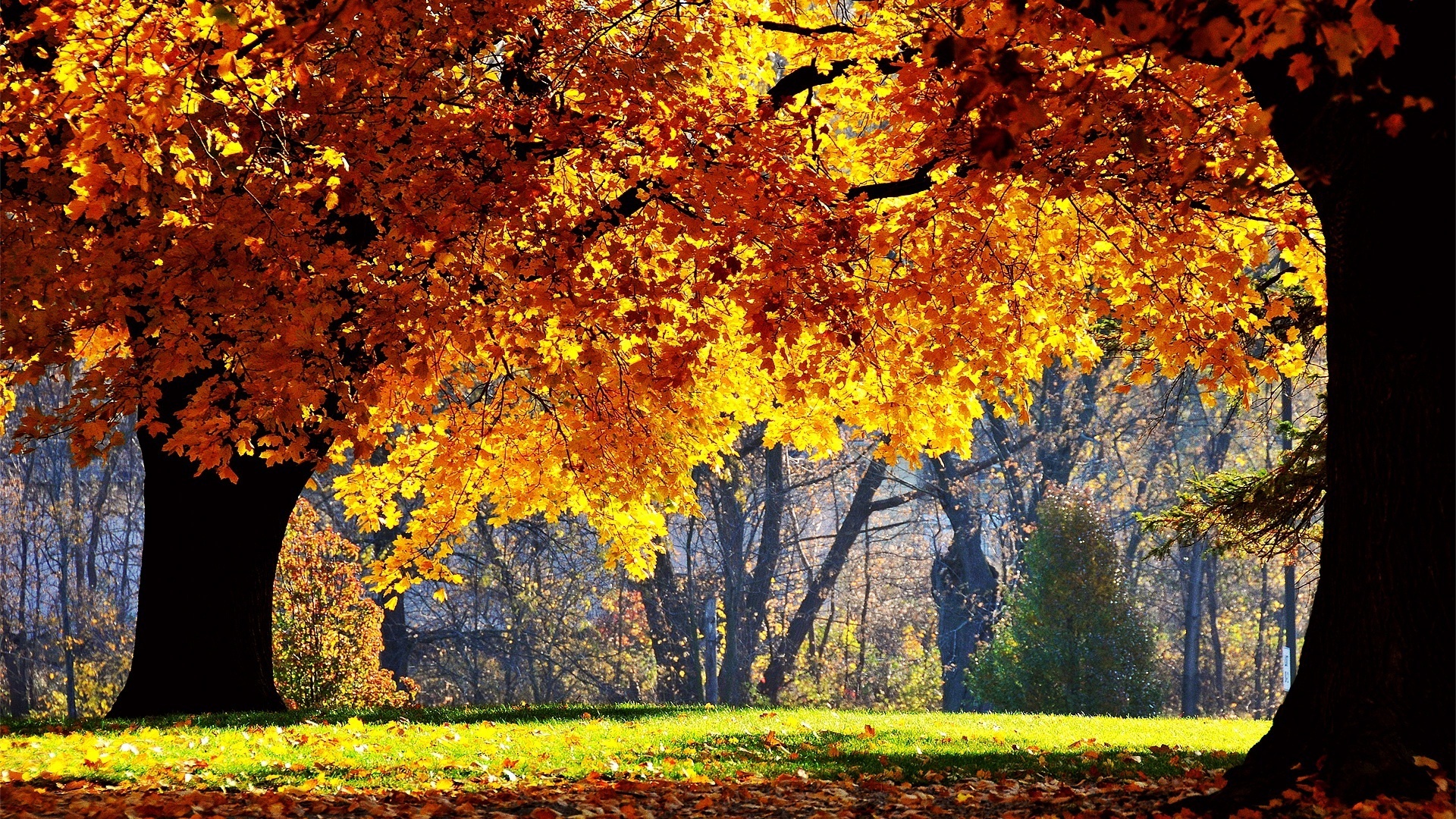 Trees In Autumn - Fall High Resolution - HD Wallpaper 