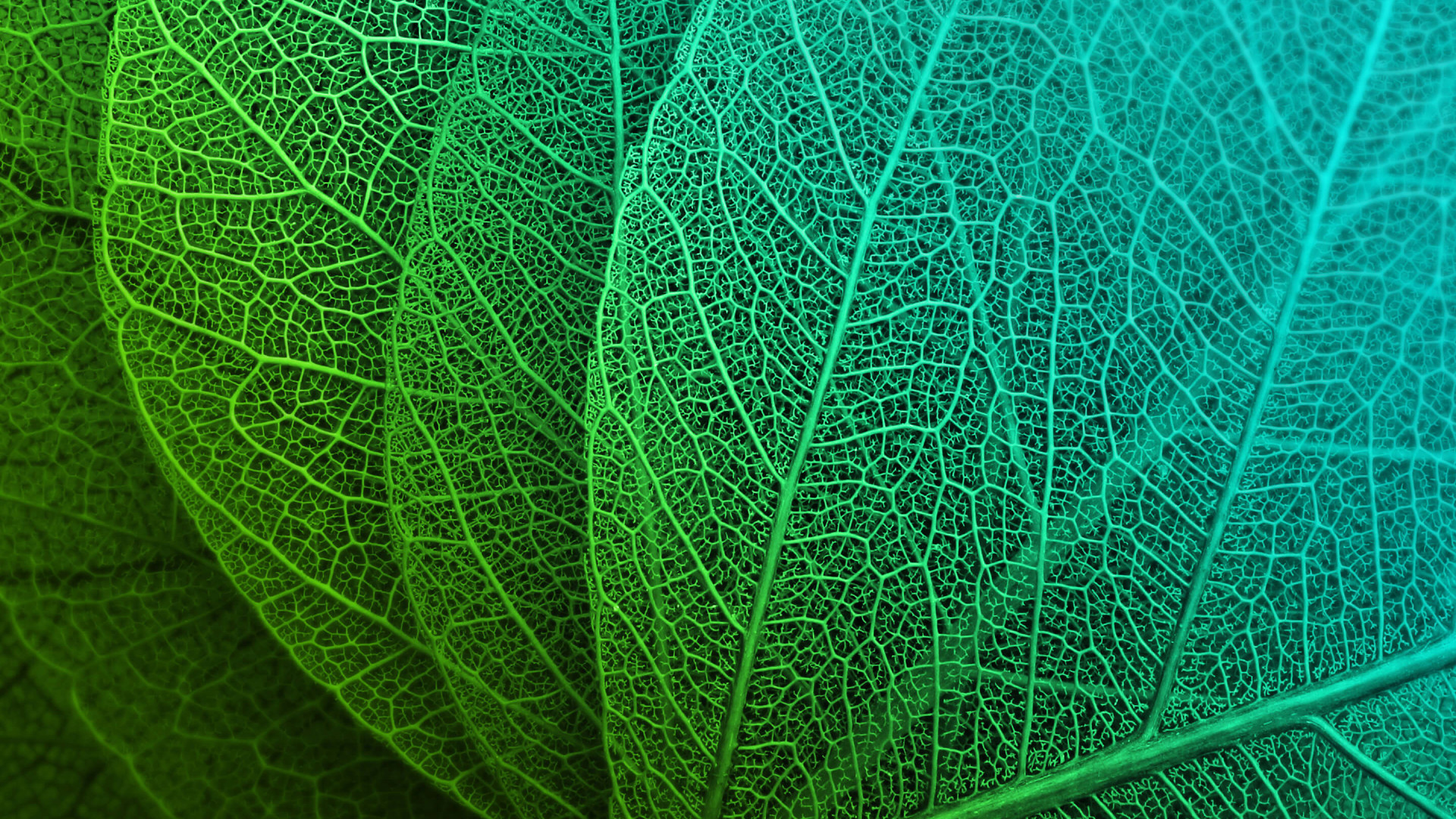 Green Leaves Hd - HD Wallpaper 