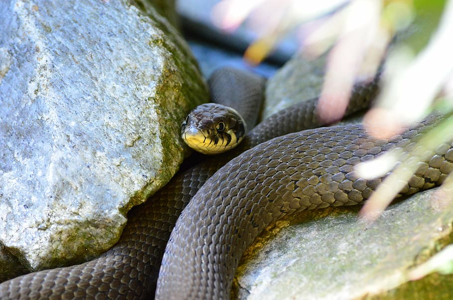 Closeup Photo Of Black Mamba Snake, Grass Snake, Reptile, - Snake - HD Wallpaper 
