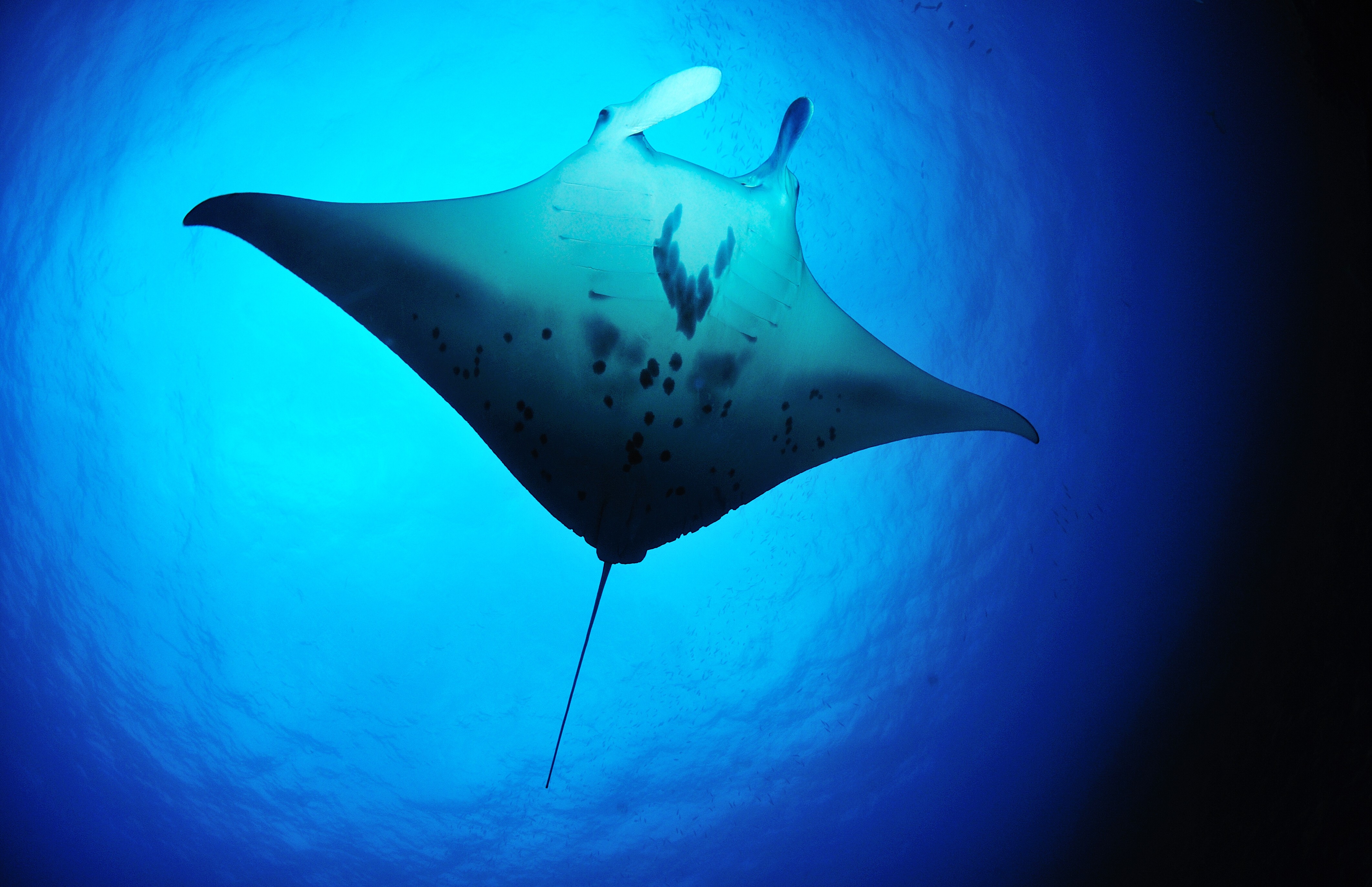 Giant Oceanic Manta Ray - HD Wallpaper 