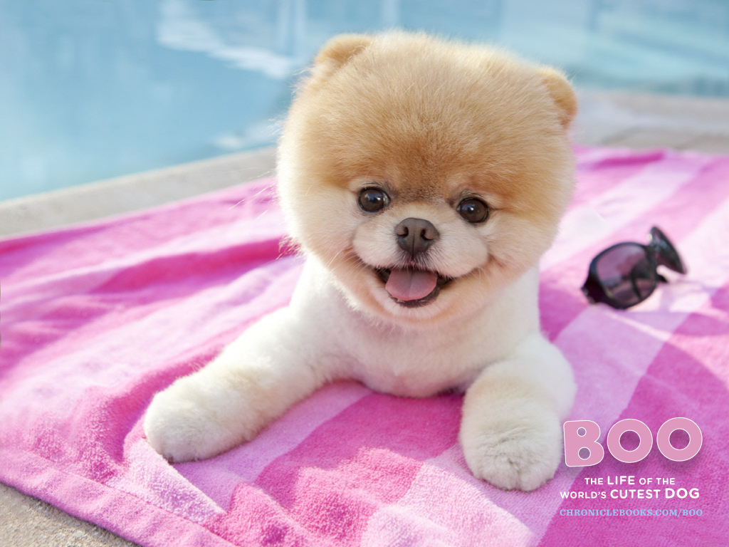 Boo - Boo The World's Cutest Dog - HD Wallpaper 