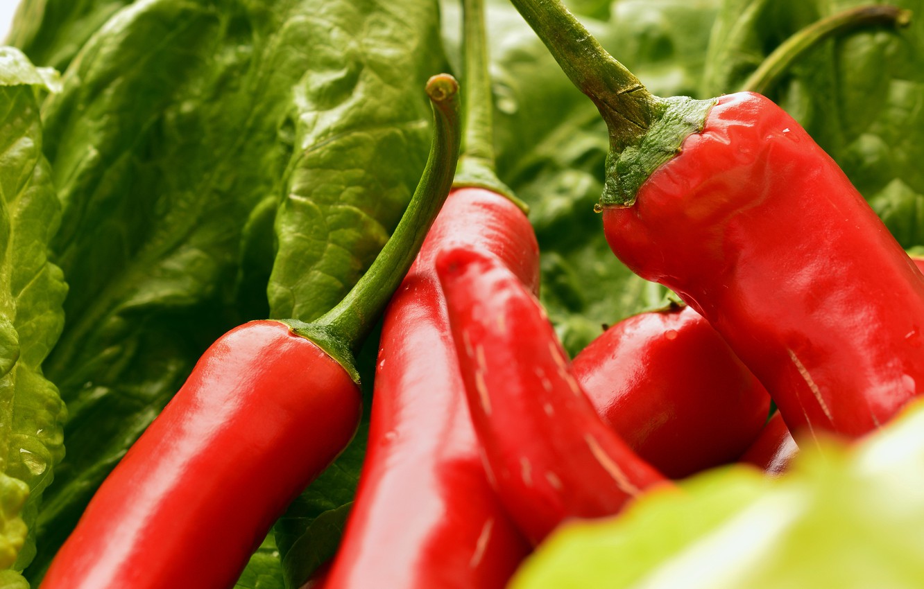 Photo Wallpaper Greens, Leaves, Red, Food, Pepper, - Bird's Eye Chili - HD Wallpaper 