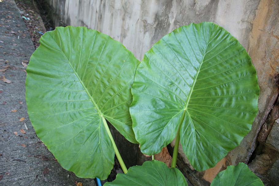 Leaves, Large, Green, Road, Leaf, Large Leaves, Green - Palm Trees - HD Wallpaper 