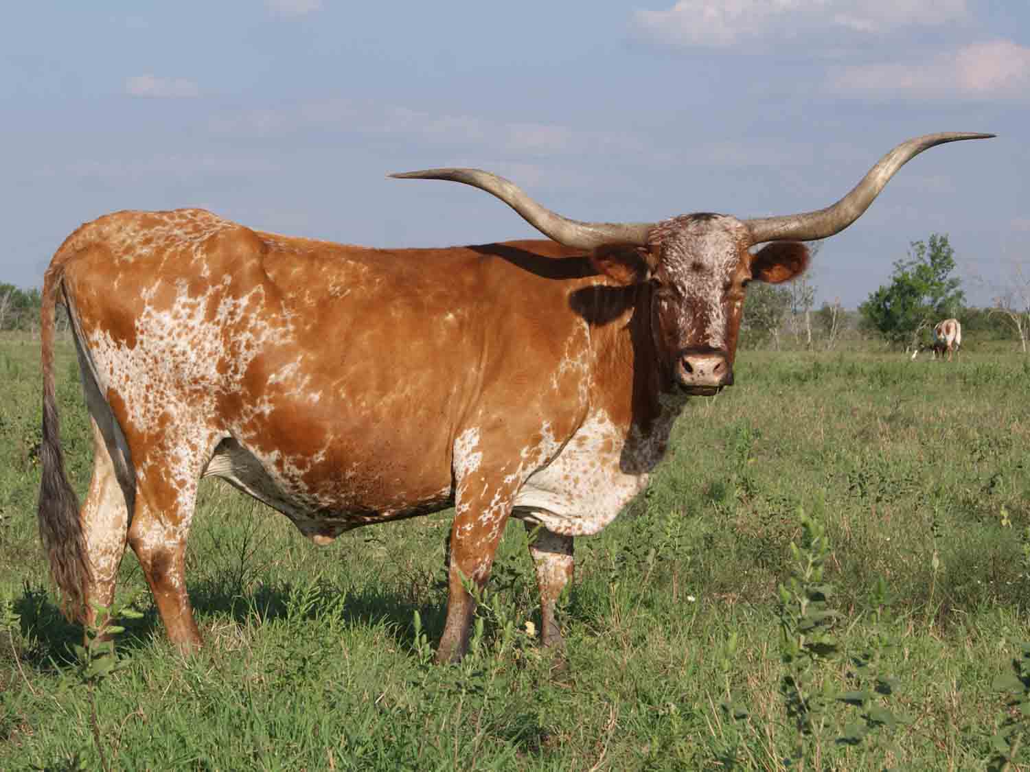 Hd Quality Wallpaper - Pretty Longhorns - HD Wallpaper 