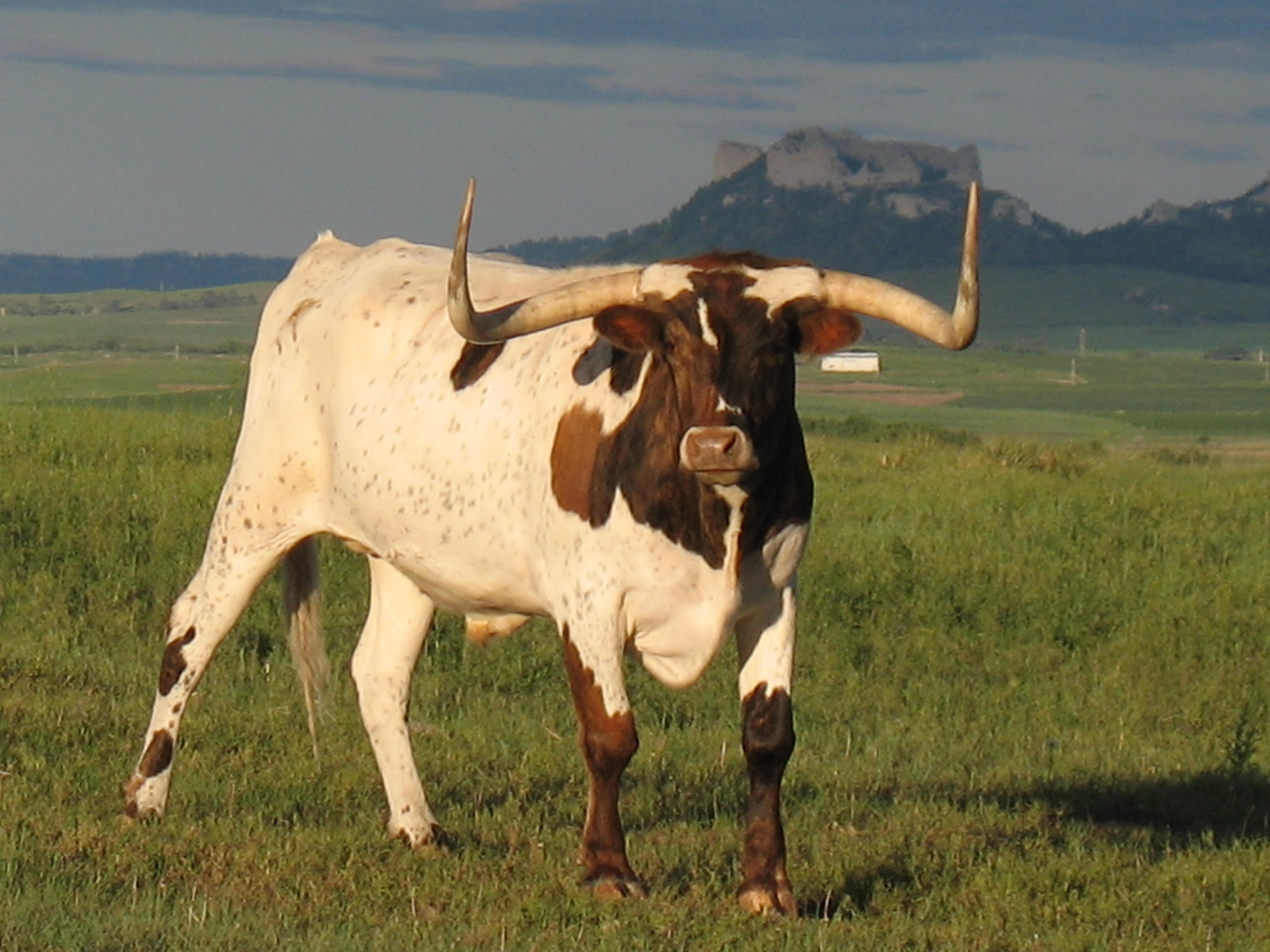 Longhorn Cattle Gif - HD Wallpaper 