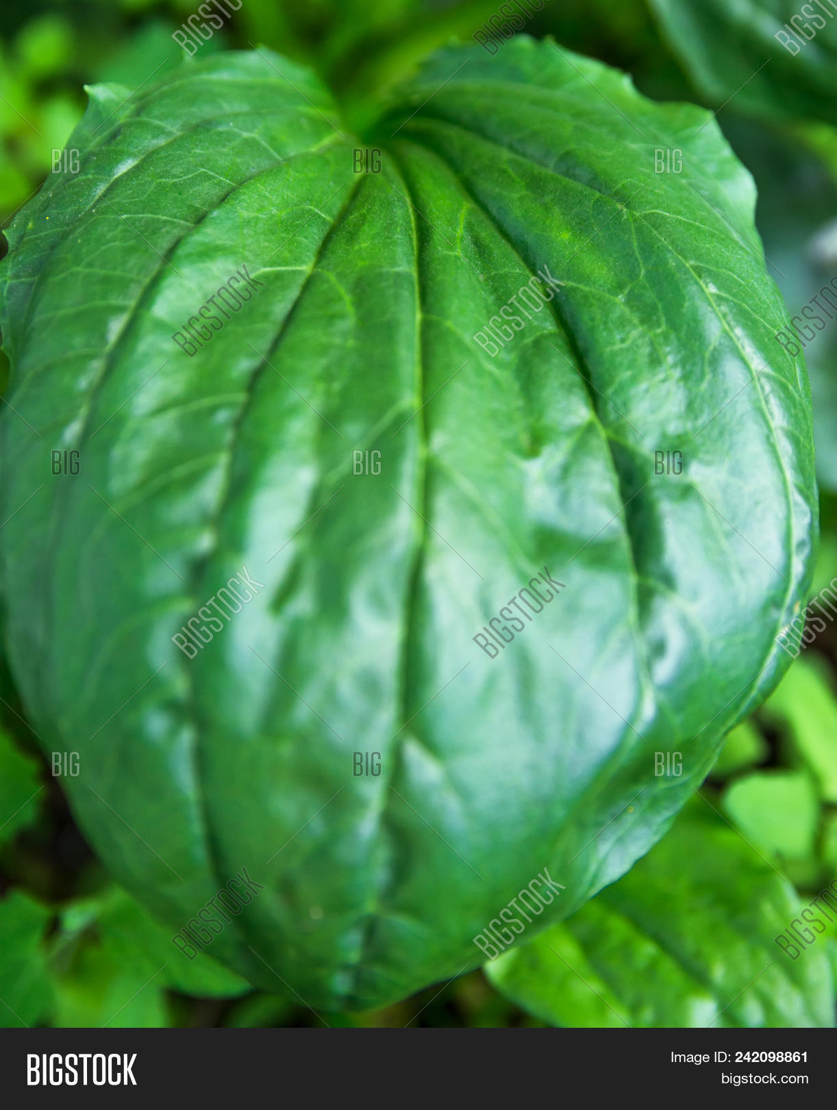 Ribwort Plantain - HD Wallpaper 
