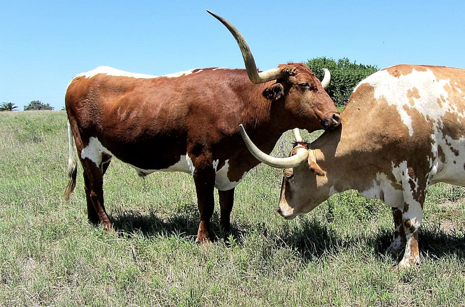 Longhorn, Cattle, Bull, Beef, Oxen, Cow, Meadow, Farm, - Miksi Härällä On Nenärengas - HD Wallpaper 