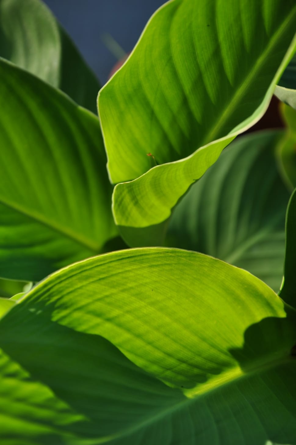 Green Large Leaf Plant Preview - Plants - HD Wallpaper 