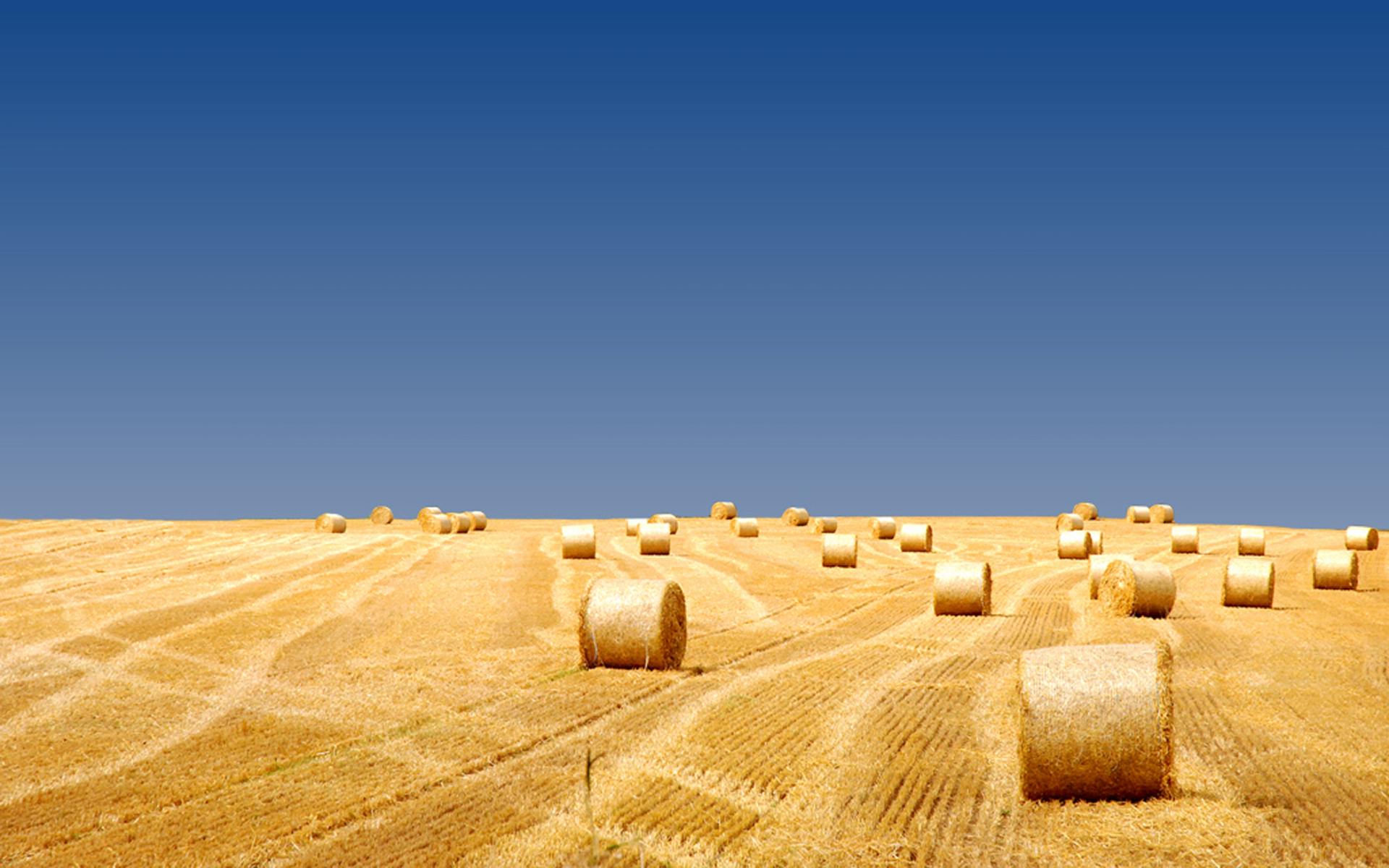 Yellow Grass - HD Wallpaper 