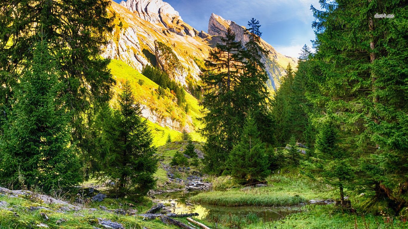 American Larch - HD Wallpaper 