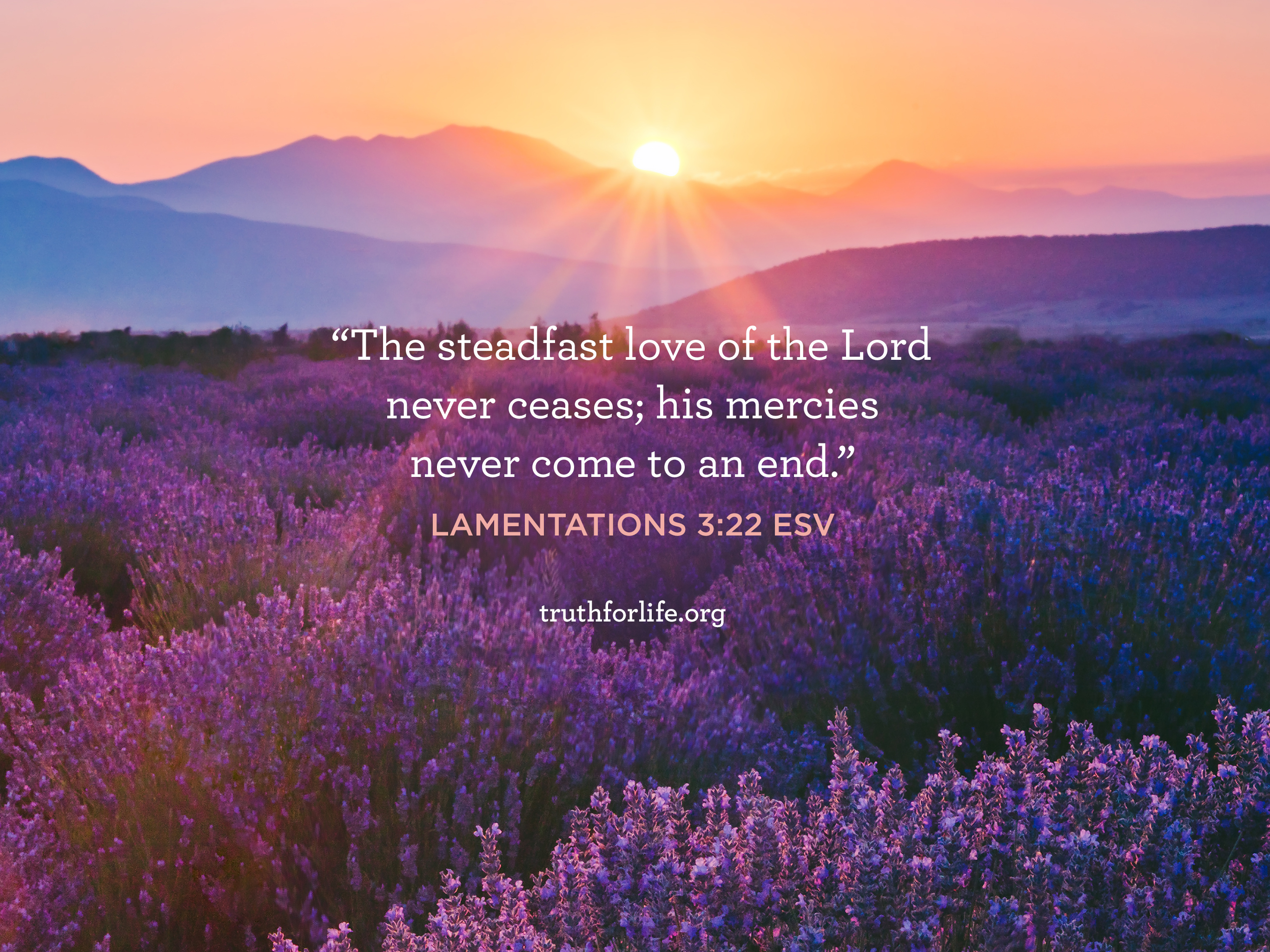 Heather - HD Wallpaper 