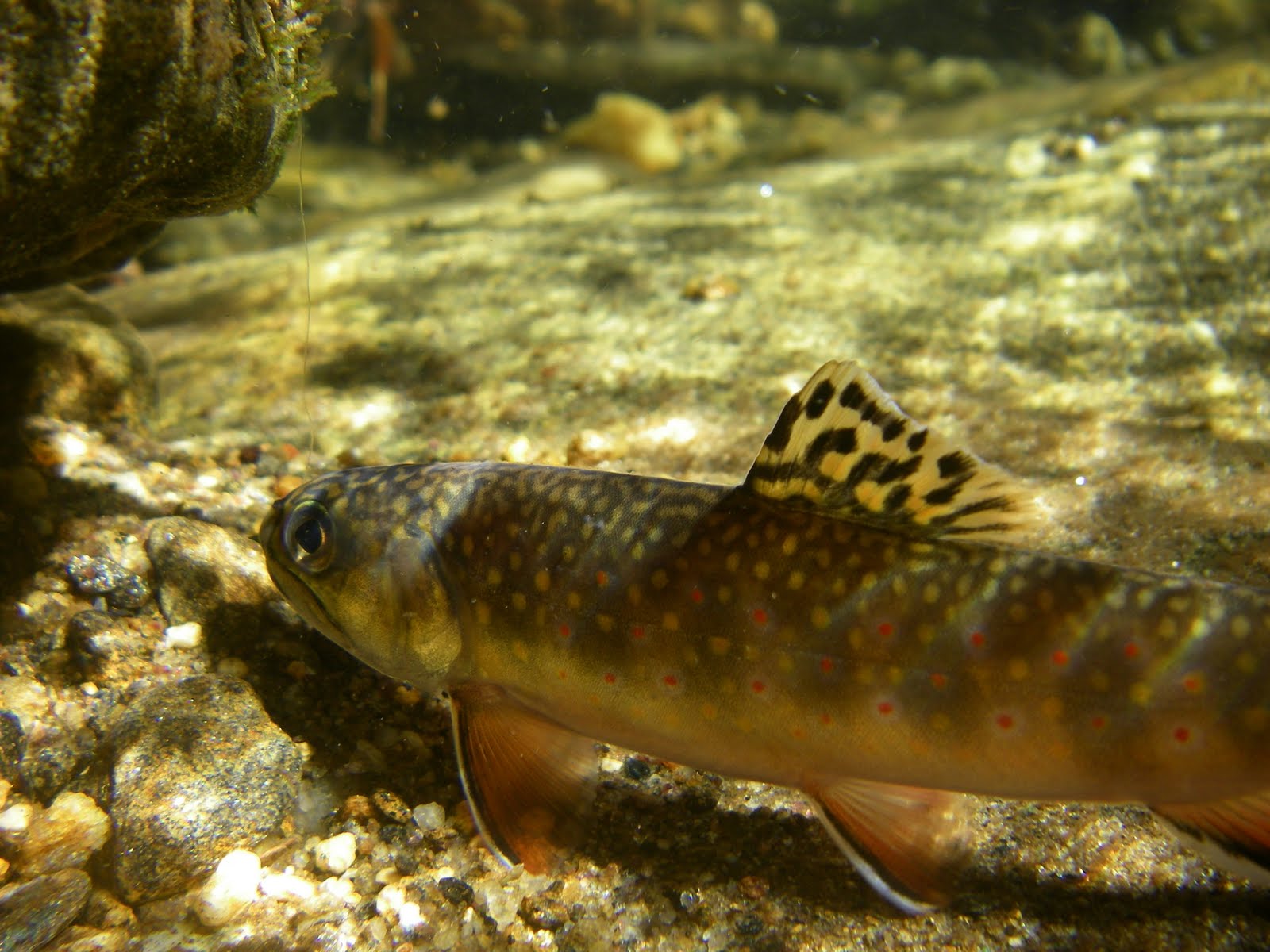 Brook Trout Wallpaper Dry Flies And Brook Trout - Trout - HD Wallpaper 