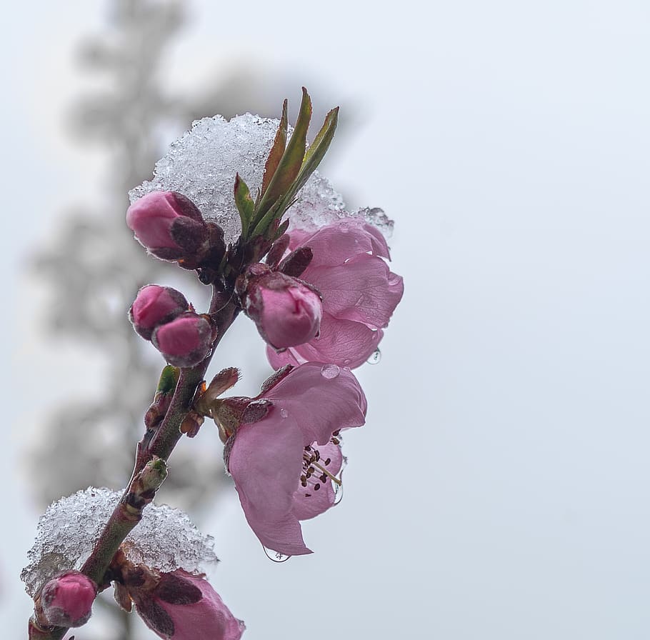 Weather Caper, Spring, April, Flowers, Nature, Blossom, - Cherry Blossom - HD Wallpaper 