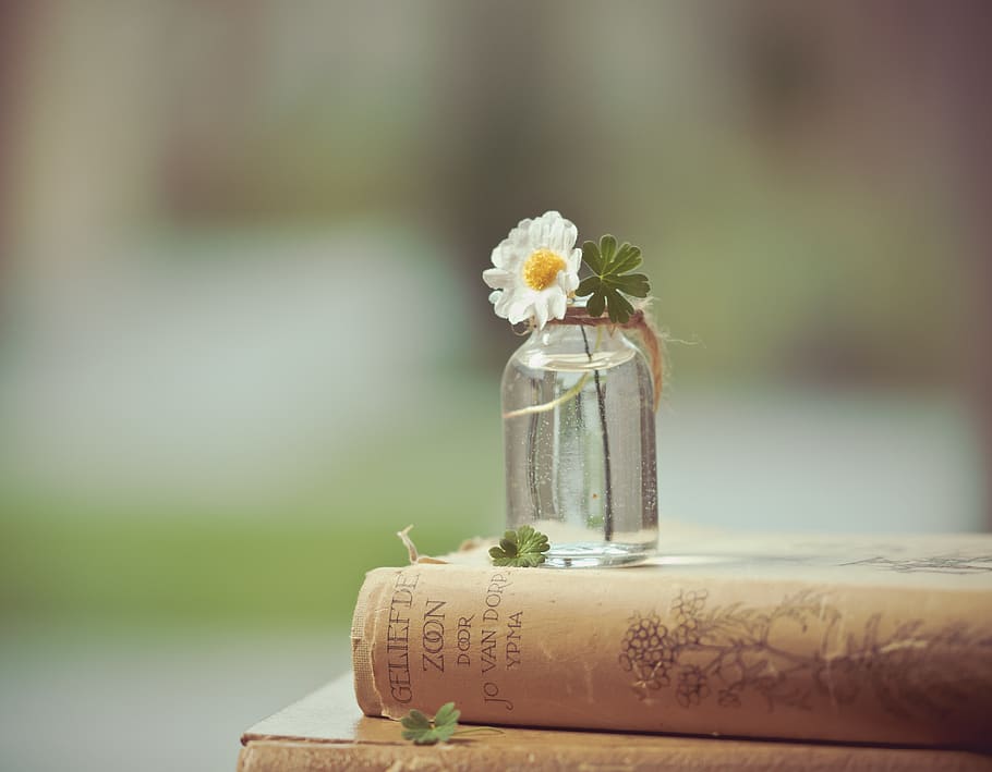 Close-up Photo Of Flower On Bottle, 4k Wallpaper, Beautiful, - Photography Beautiful Hd Wallpapers Desktop - HD Wallpaper 