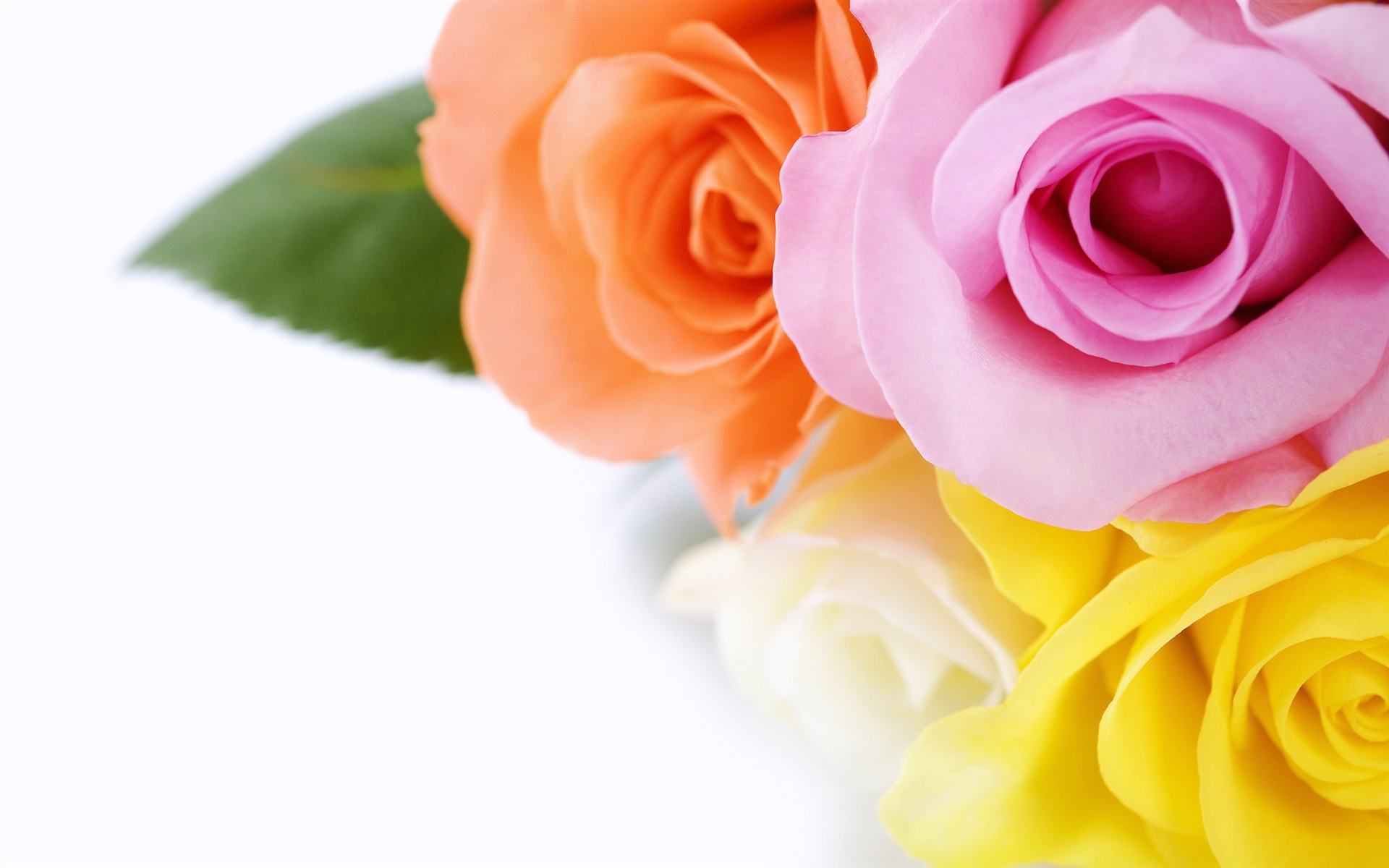 Beautiful Rose Images Hd - HD Wallpaper 