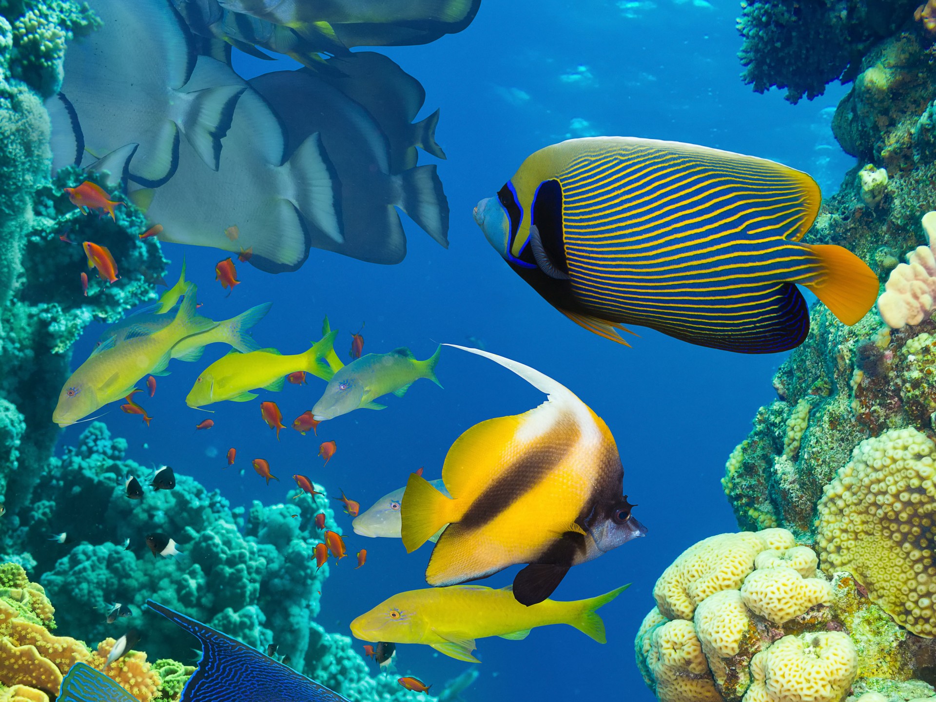 Beautiful Fish In Ocean - HD Wallpaper 