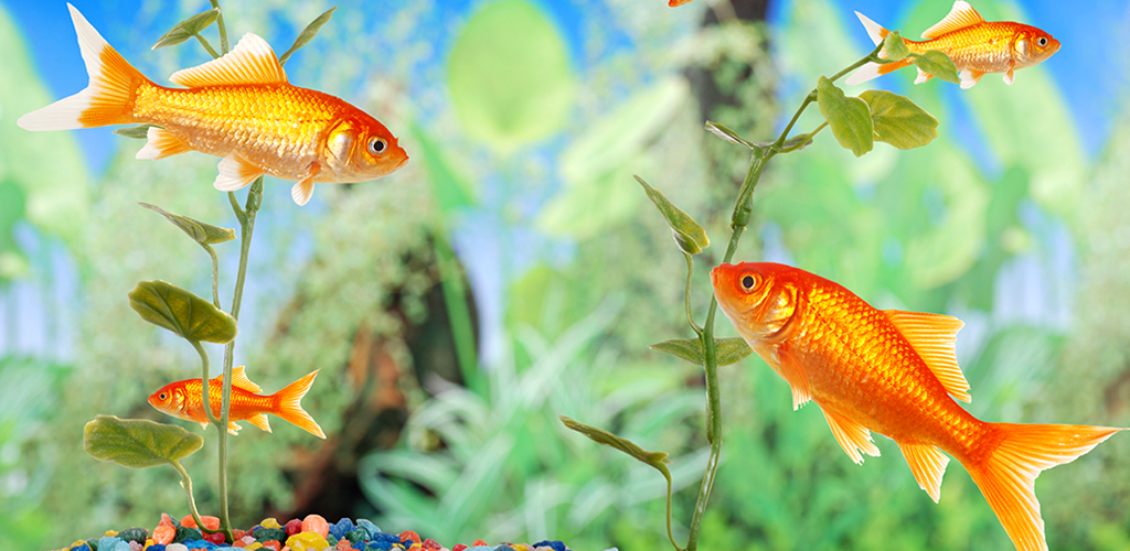 Goldfish Header - HD Wallpaper 