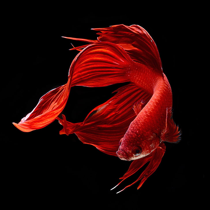 Fighting Fish Hd - HD Wallpaper 