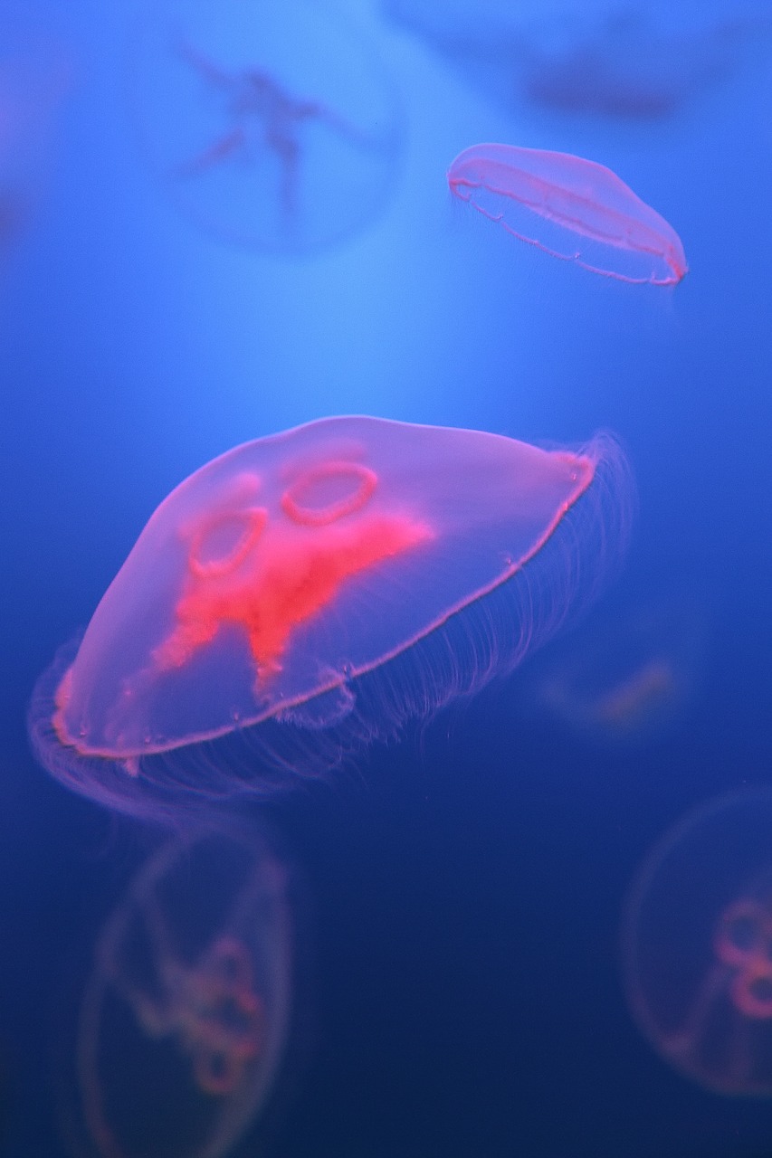 Immersed Fish Wallpaper Free Photo - Peces Fondo De Pantalla - HD Wallpaper 