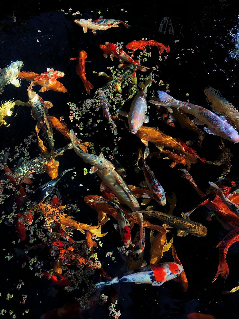 Shoal Of Koi Fish, Water, Underwater, Swimming, Animal - Koi - HD Wallpaper 