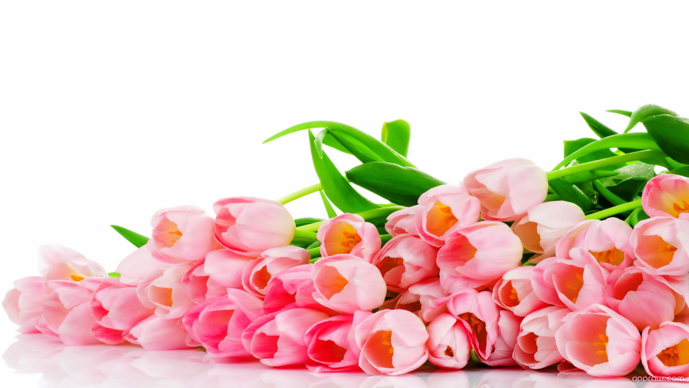 Tulip Flower Bouquet Wallpaper Hd - HD Wallpaper 